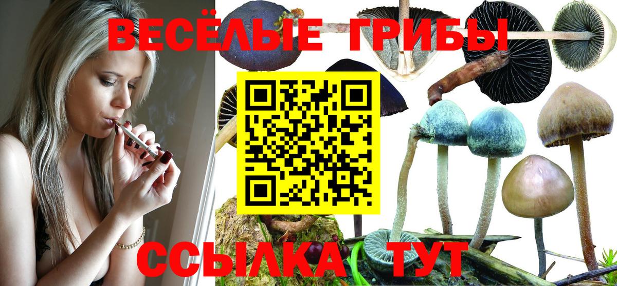 Псилоцибиновые грибы GOLDEN TEACHER  Вход с VPN  Галлюциногенные грибы Psilocybe  цена наркотик  Вышний Волочёк 